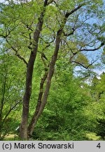 Phellodendron amurense (korkowiec amurski)