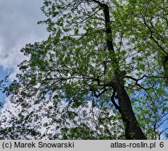 Phellodendron amurense (korkowiec amurski)