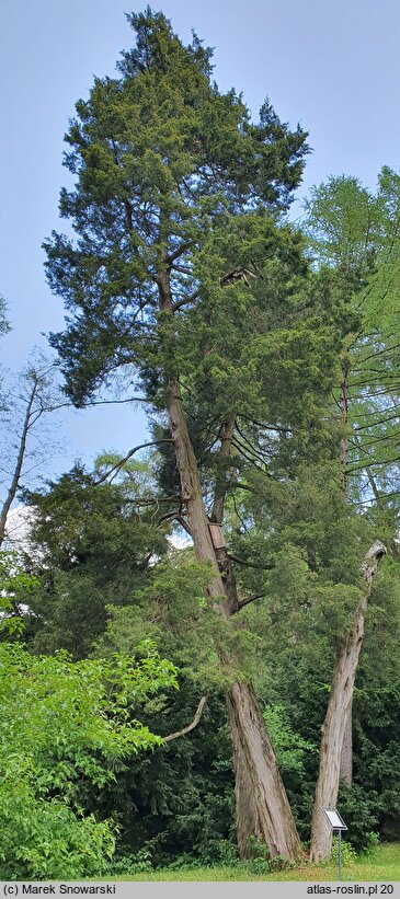 Juniperus virginiana (jałowiec wirginijski)