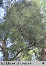 Juniperus virginiana (jałowiec wirginijski)