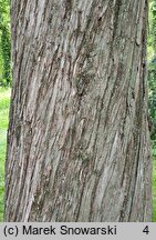 Juniperus virginiana (jałowiec wirginijski)