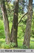 Juniperus virginiana (jałowiec wirginijski)