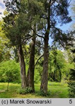 Juniperus virginiana (jałowiec wirginijski)