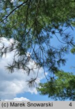 Pinus strobus (sosna amerykańska)