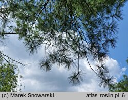 Pinus strobus (sosna amerykańska)