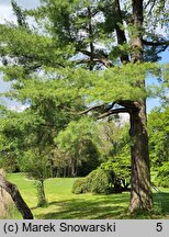 Pinus strobus (sosna amerykańska)