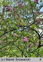 Malus ×purpurea (jabłoń purpurowa)