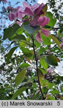 Malus ×purpurea (jabłoń purpurowa)