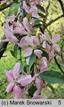 Malus ×purpurea (jabłoń purpurowa)