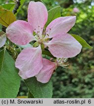 Malus ×purpurea (jabłoń purpurowa)