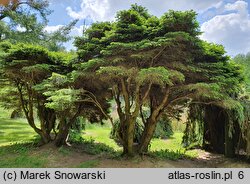 Picea abies Nidiformis