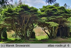 Picea abies Nidiformis