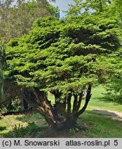 Picea abies Nidiformis