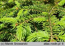 Picea abies Nidiformis