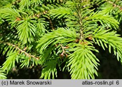 Picea abies Nidiformis