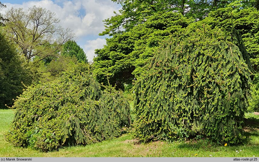 Picea abies Inversa