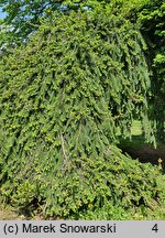 Picea abies Inversa