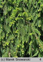 Picea abies Inversa