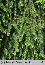 Picea abies Inversa