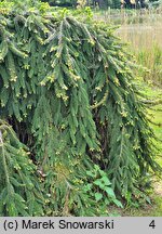 Picea abies Inversa