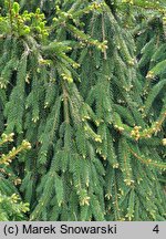 Picea abies Inversa