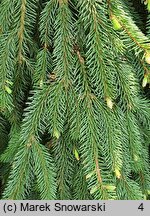 Picea abies Inversa