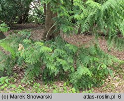 Thuja plicata (żywotnik olbrzymi)