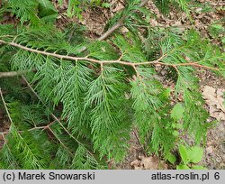 Thuja plicata (żywotnik olbrzymi)