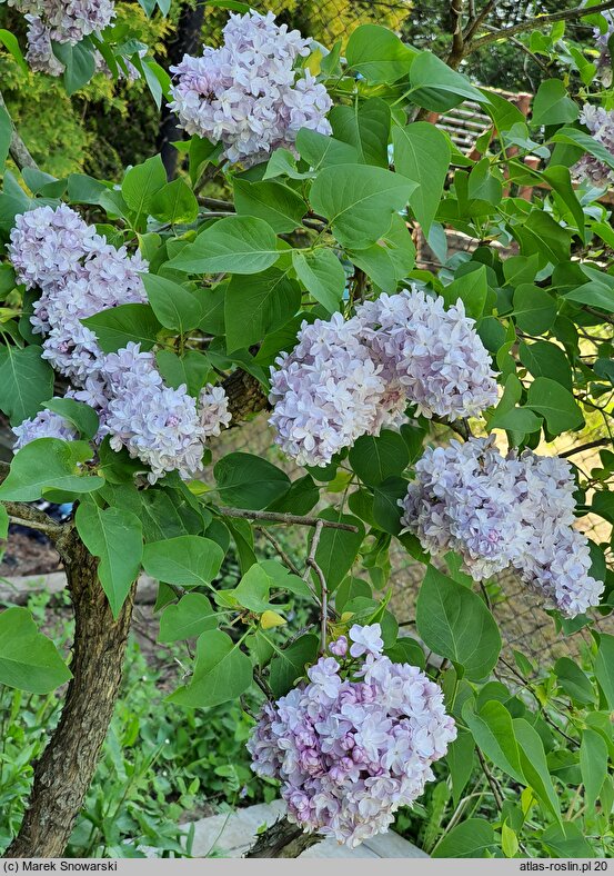 Syringa vulgaris Leon Gambetta