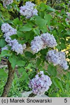 Syringa vulgaris Leon Gambetta