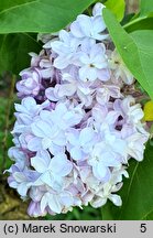 Syringa vulgaris Leon Gambetta