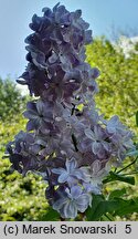 Syringa vulgaris Leon Gambetta