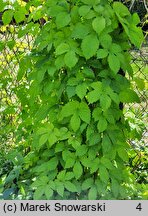 Humulus lupulus (chmiel zwyczajny)