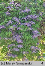 Clematis Jiska