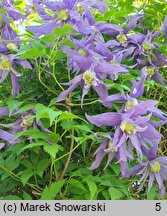 Clematis Jiska