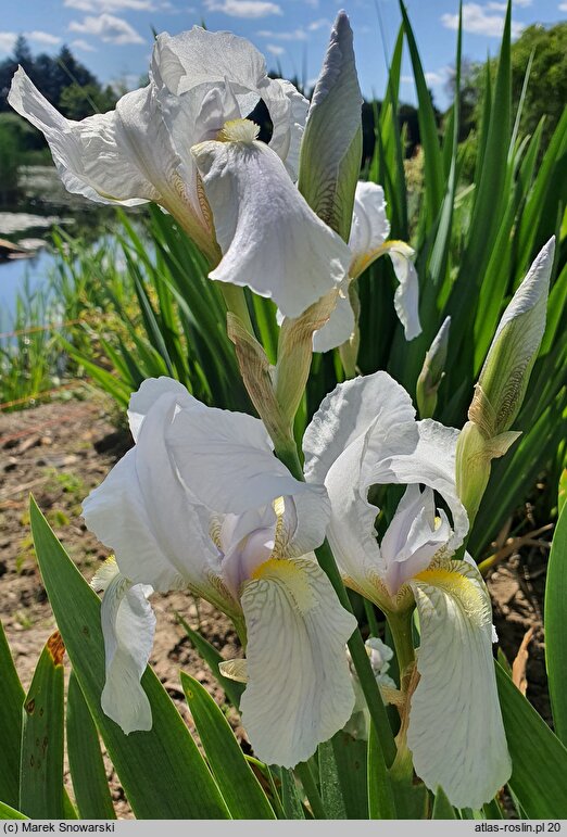 Iris hort. Florentina Alba