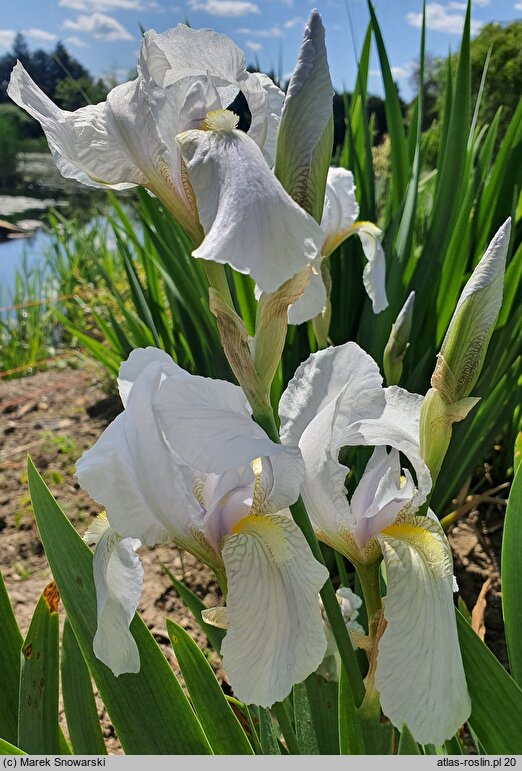 Iris Florentina Alba