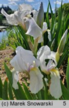 Iris hort. Florentina Alba