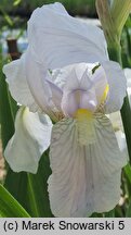 Iris hort. Florentina Alba