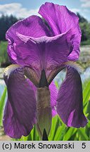 Iris Nepalensis