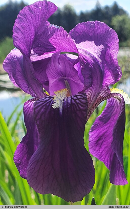 Iris Nepalensis