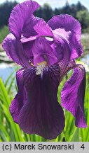 Iris hort. Nepalensis
