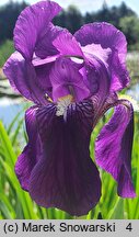 Iris Nepalensis