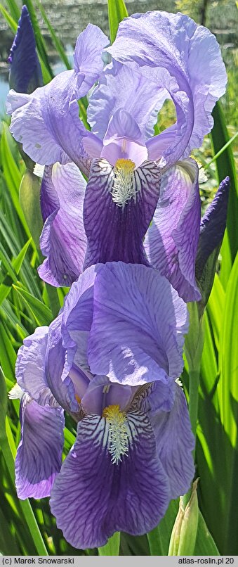 Iris hort. Florentina Coerulea