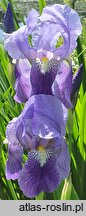 Iris hort. Florentina Coerulea
