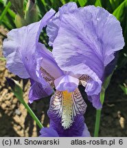 Iris hort. Florentina Coerulea