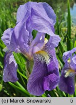 Iris hort. Florentina Coerulea