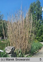 Arundo donax (lasecznica trzcinowata)