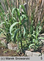 Arundo donax (lasecznica trzcinowata)