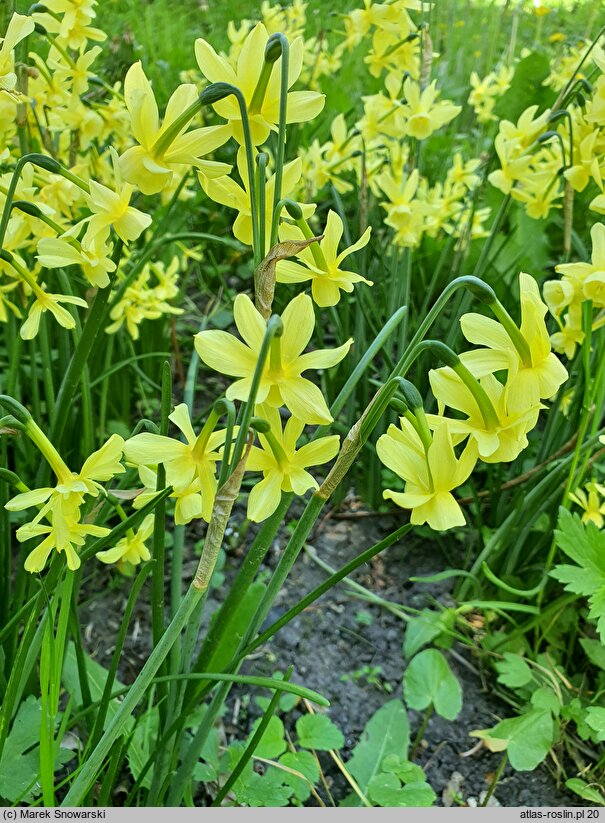 Narcissus Hawera